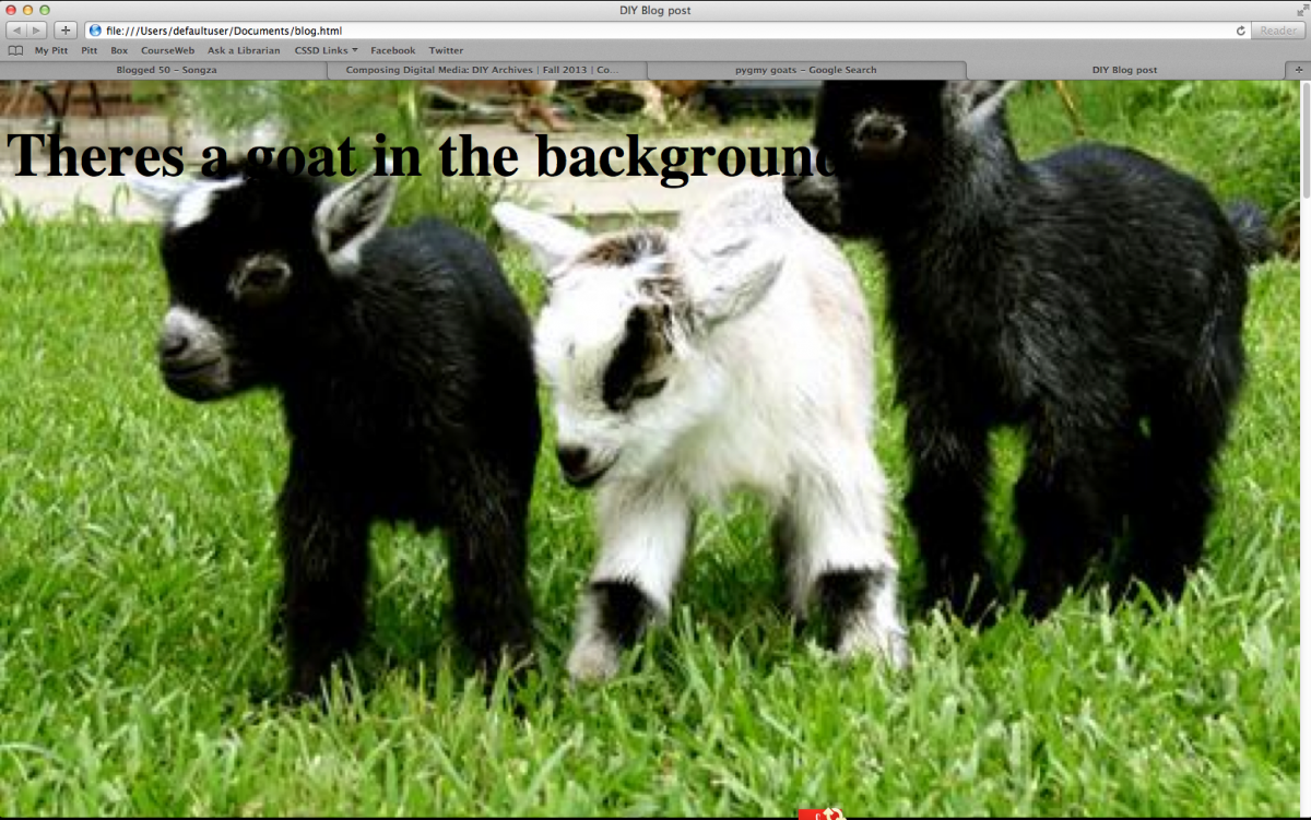 Карликовая камерунская порода коз молоко