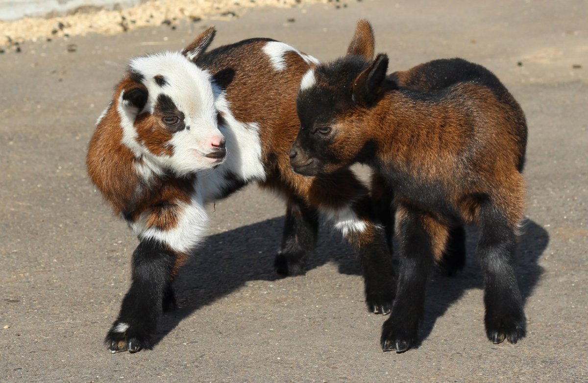 Холмогорская порода коз