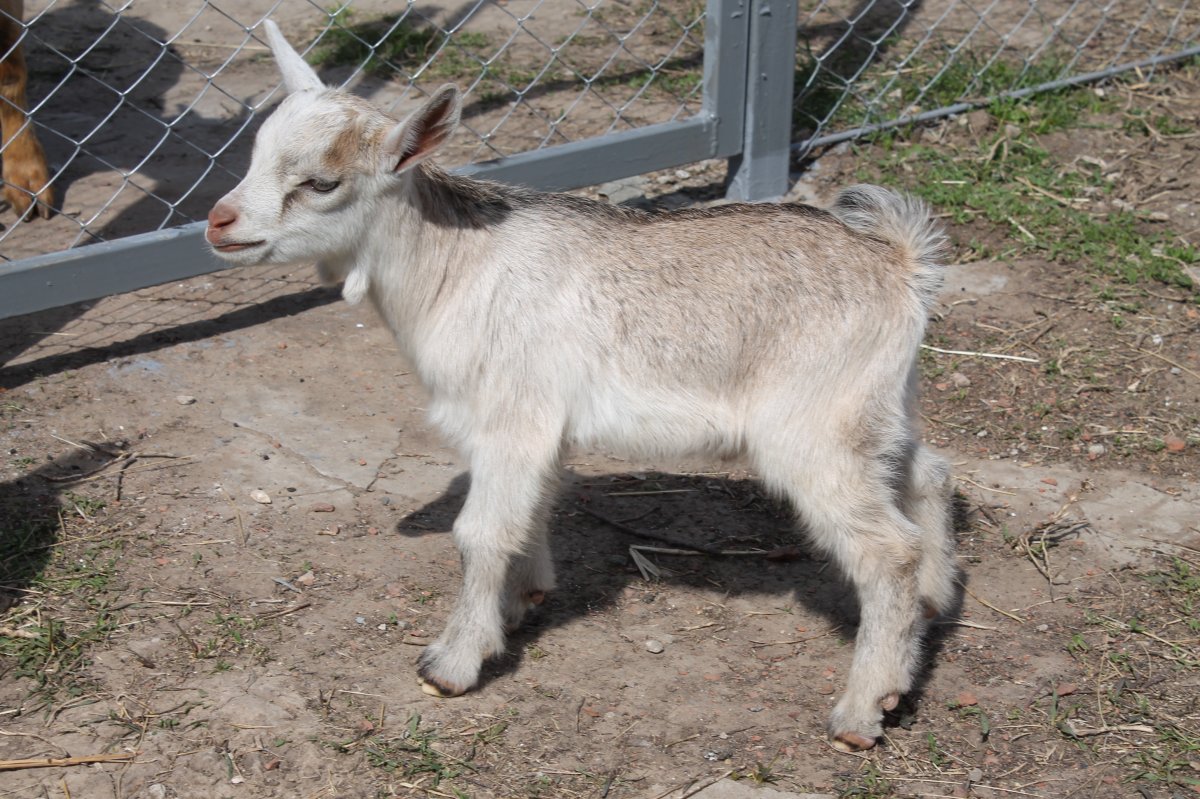 Камерунские Карликовые овцы