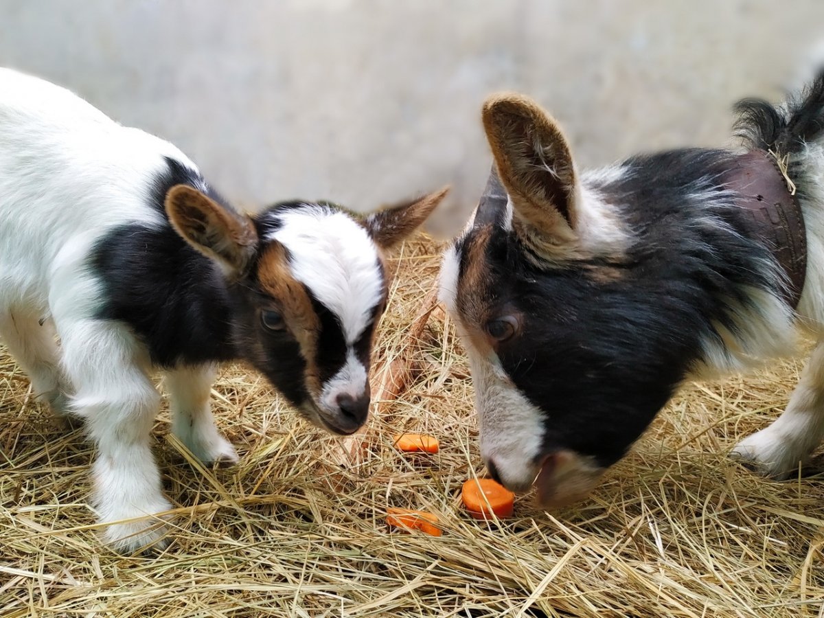 Камерунские Карликовые козы