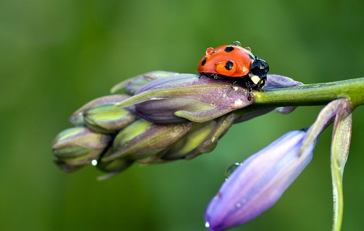 Насекомые после дождя