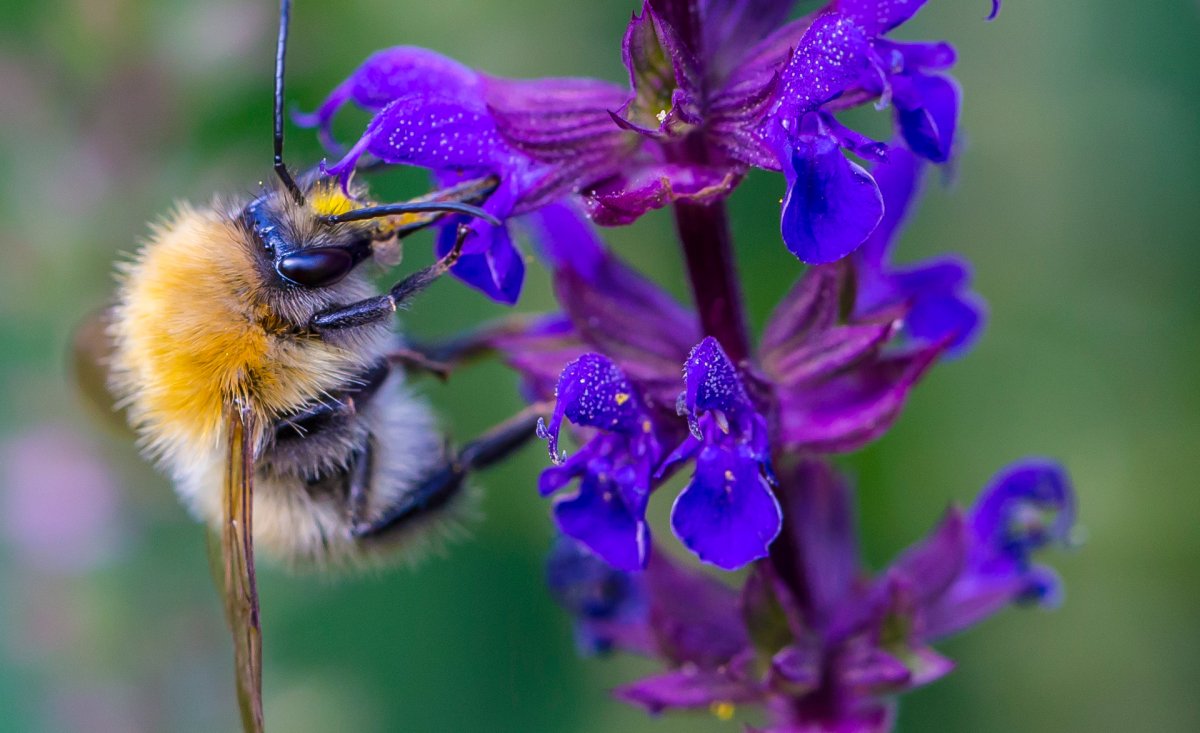 Медуник пчела