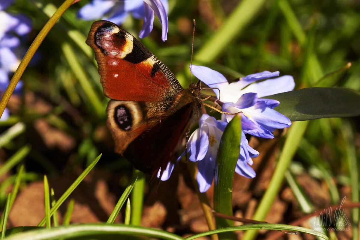 Насекомые опылители бабочки