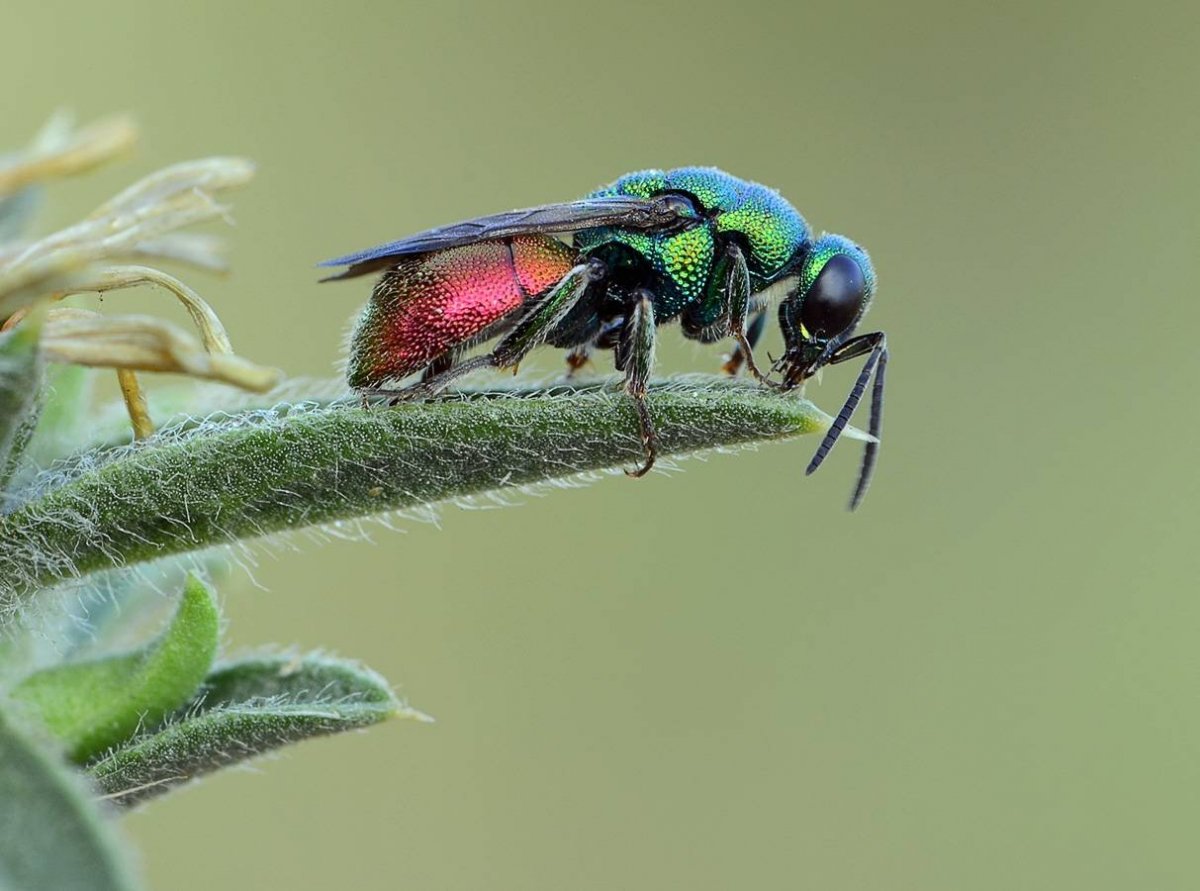 Оса блестянка стильб