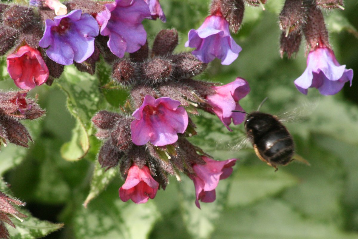 Медуница пчела