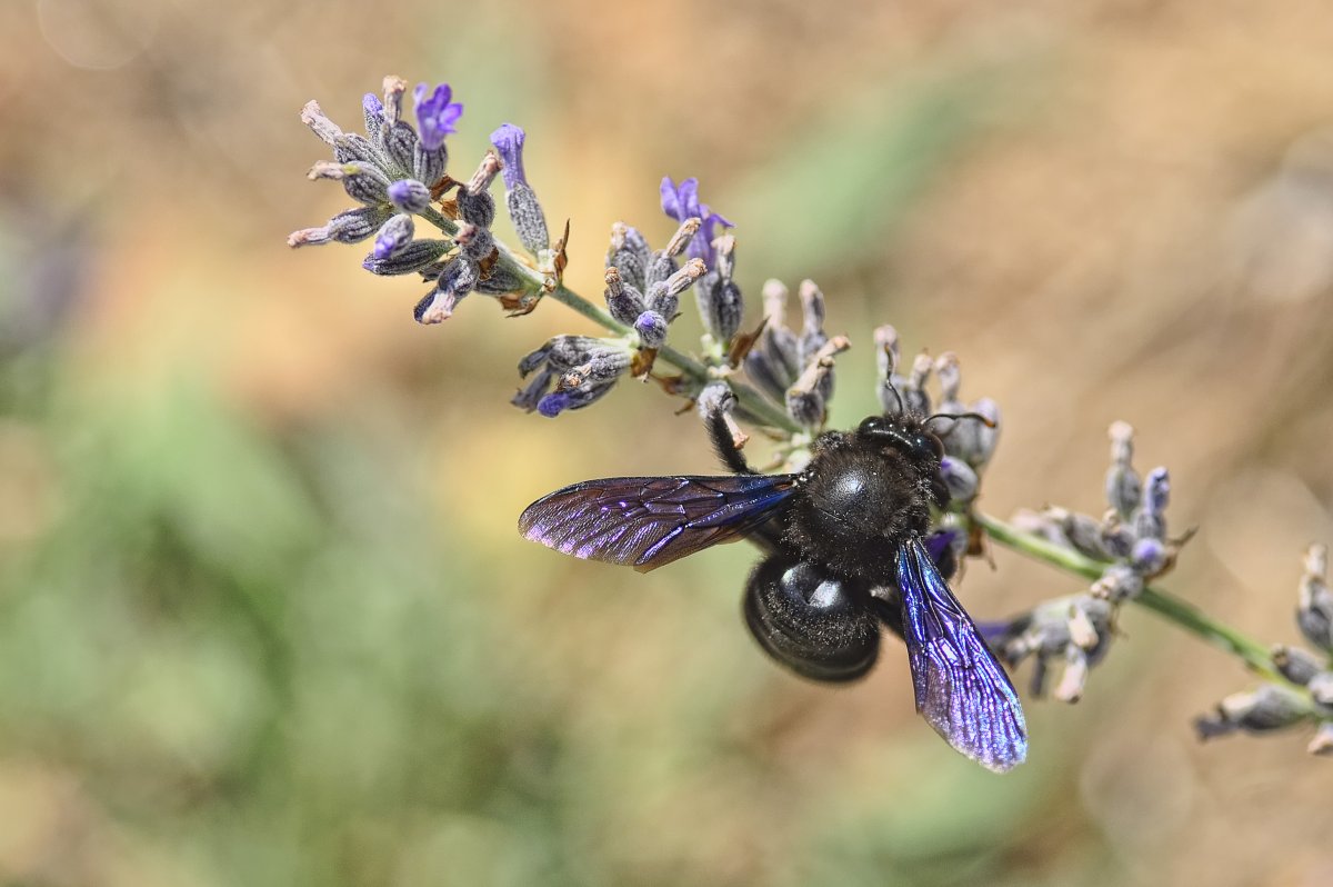 Ксилокопа карликовая красная книга