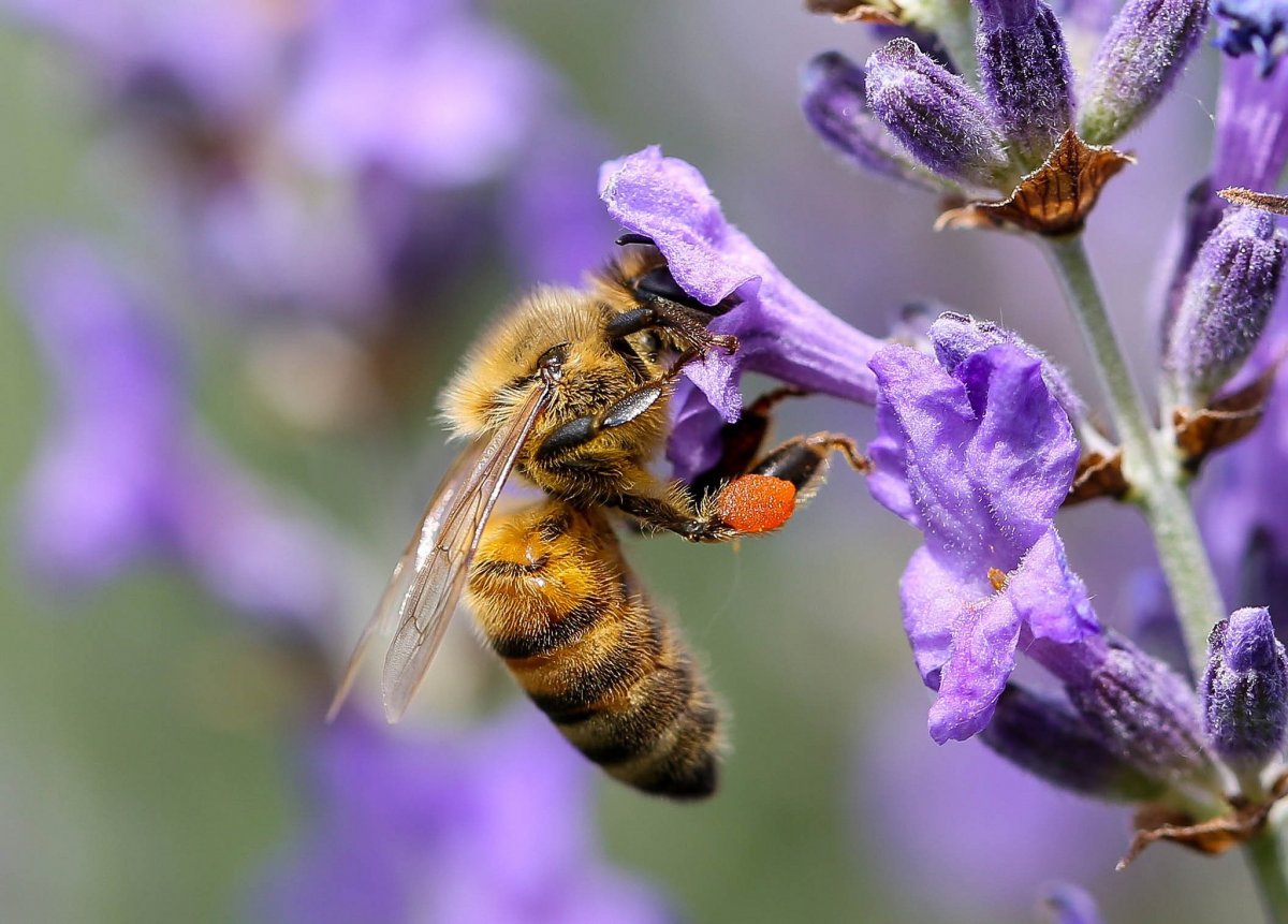 Шалфей и пчелы