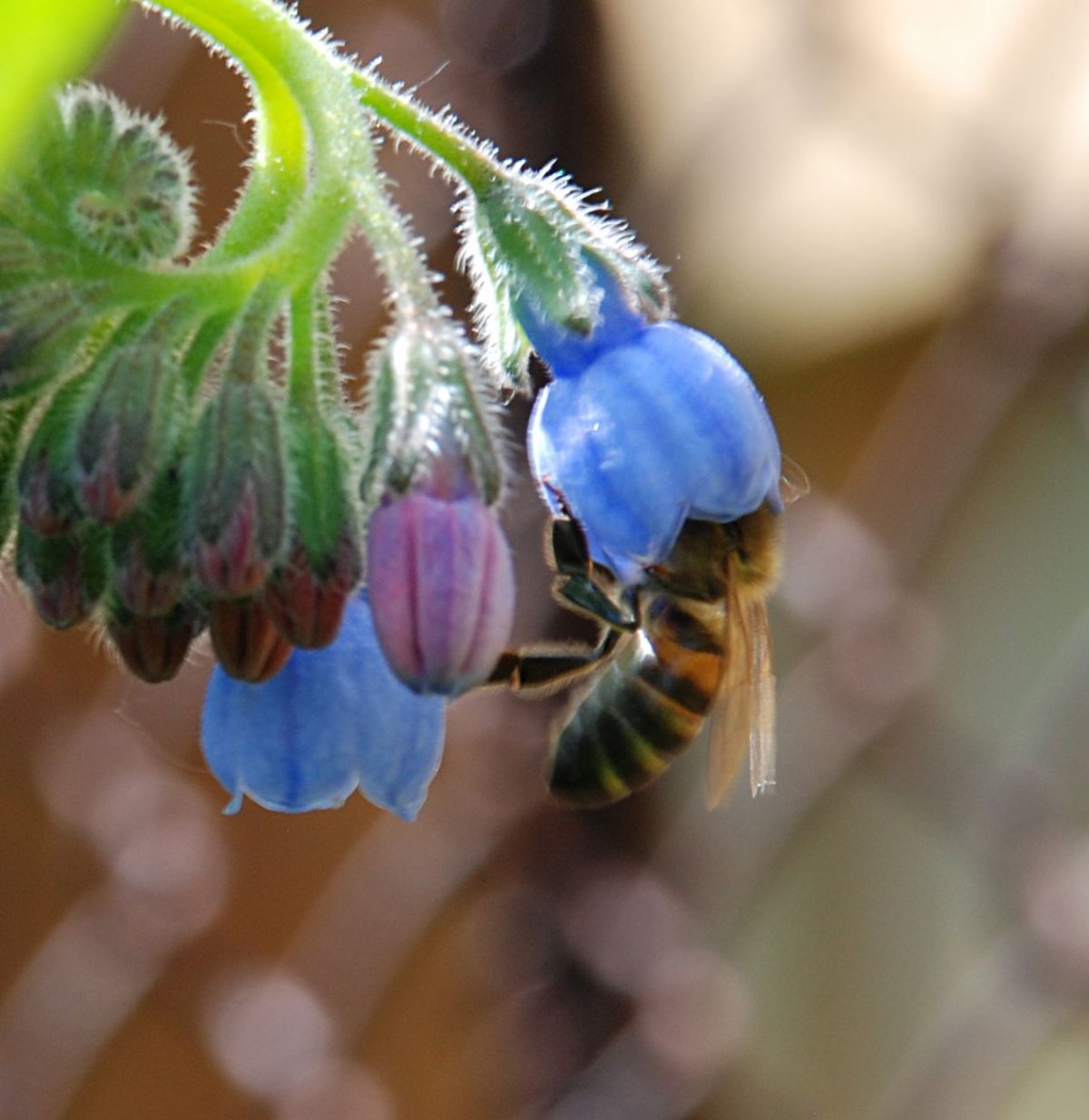 Пчела на цветы медуницы