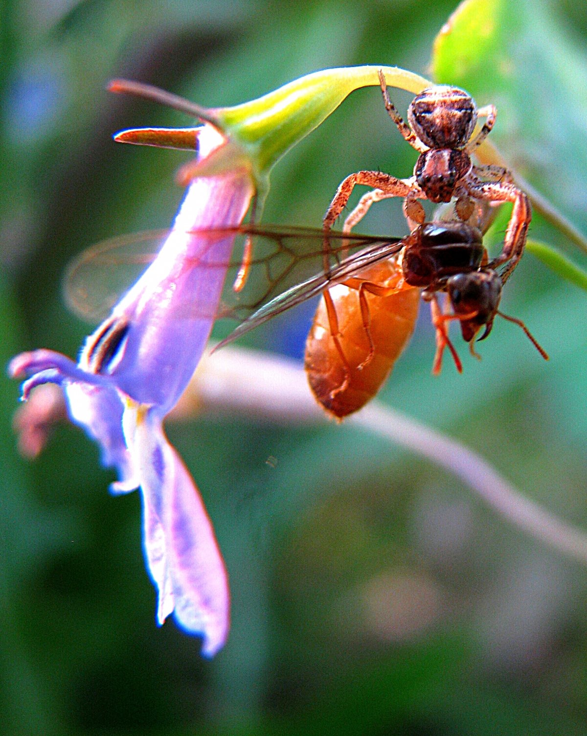 Летающие насекомые похожие на муравьев