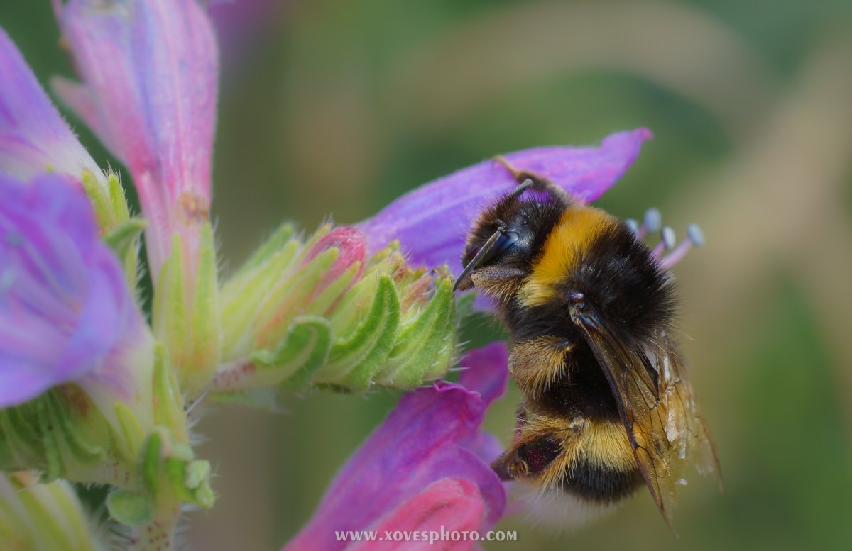 Медуница насекомое фото