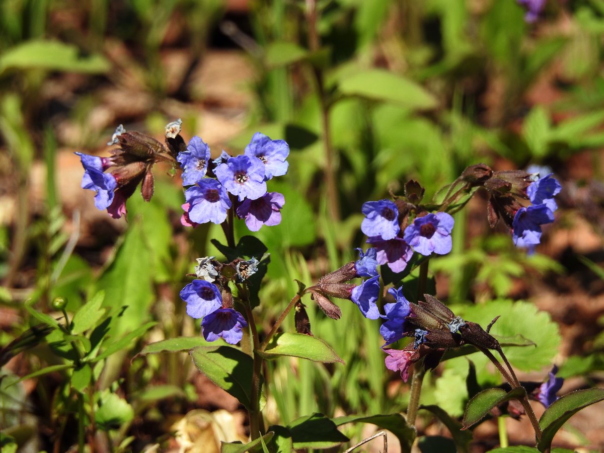 Медуница обыкновенная