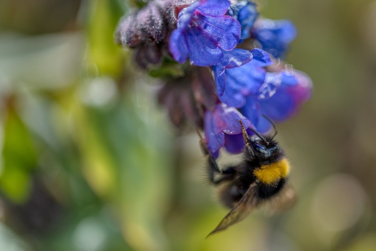 Нектар медуницы