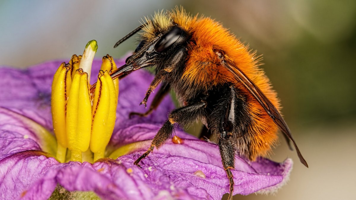 Фотографии всех мух Ростовской области