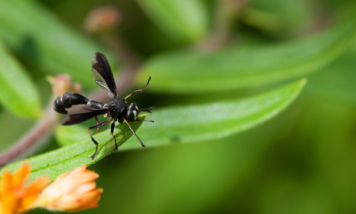 Муравей майор листорез