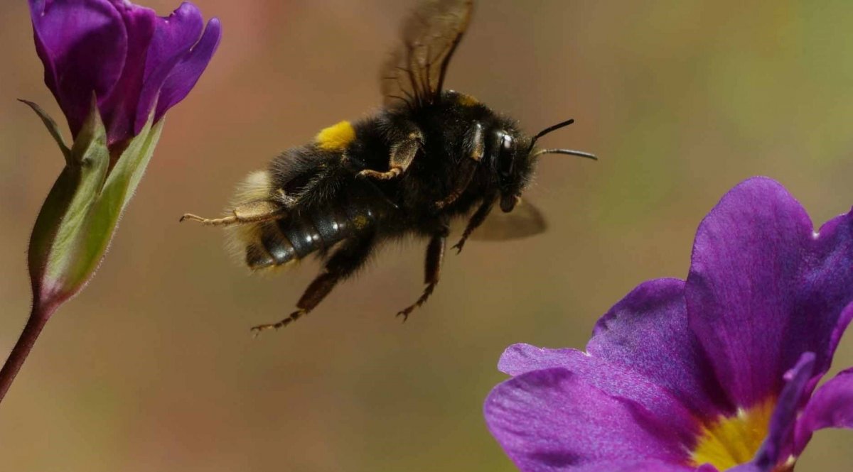 Шмели на цветах