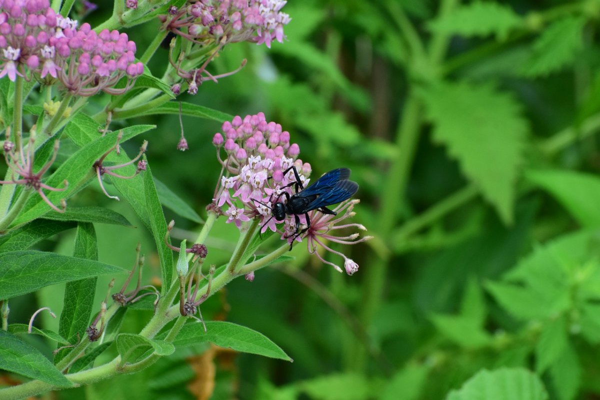 Мотылек насекомое