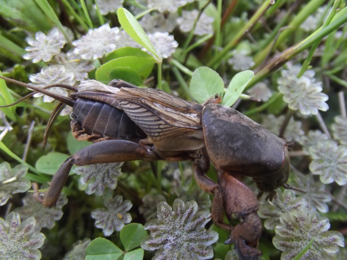 Бабочки Крыма