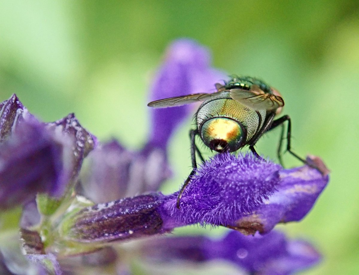 Осмия пчела