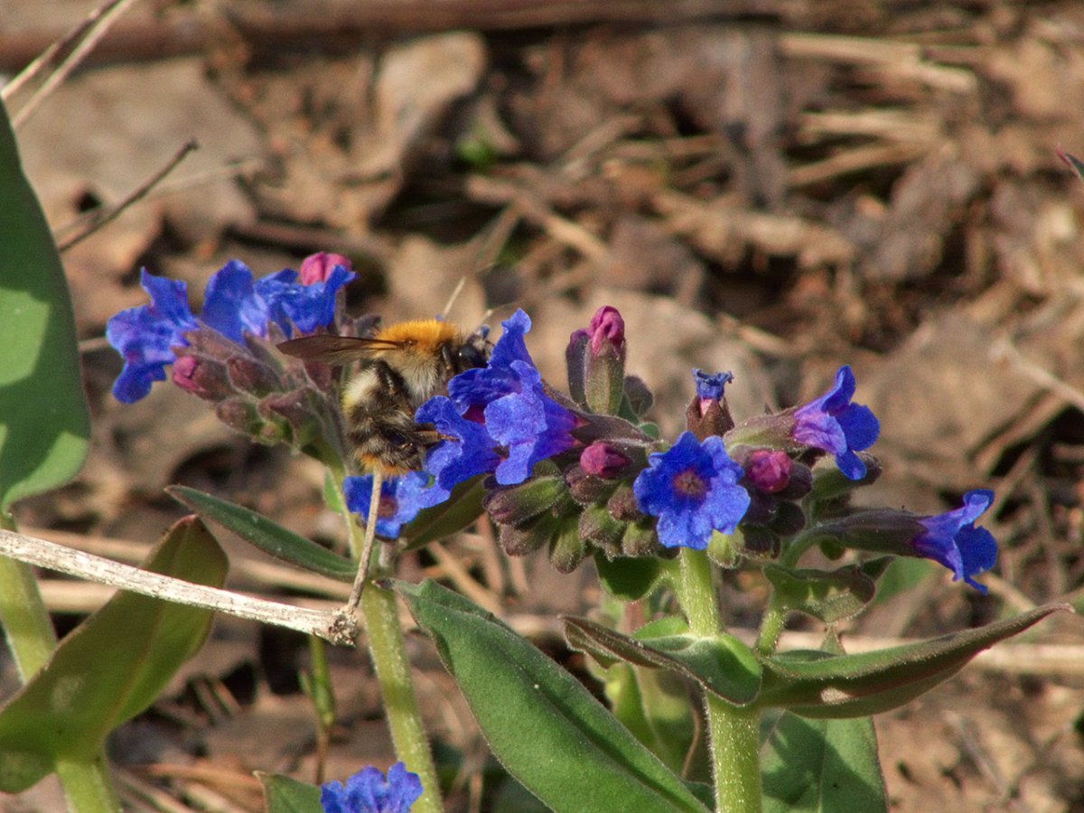 Медунка медунка пчела