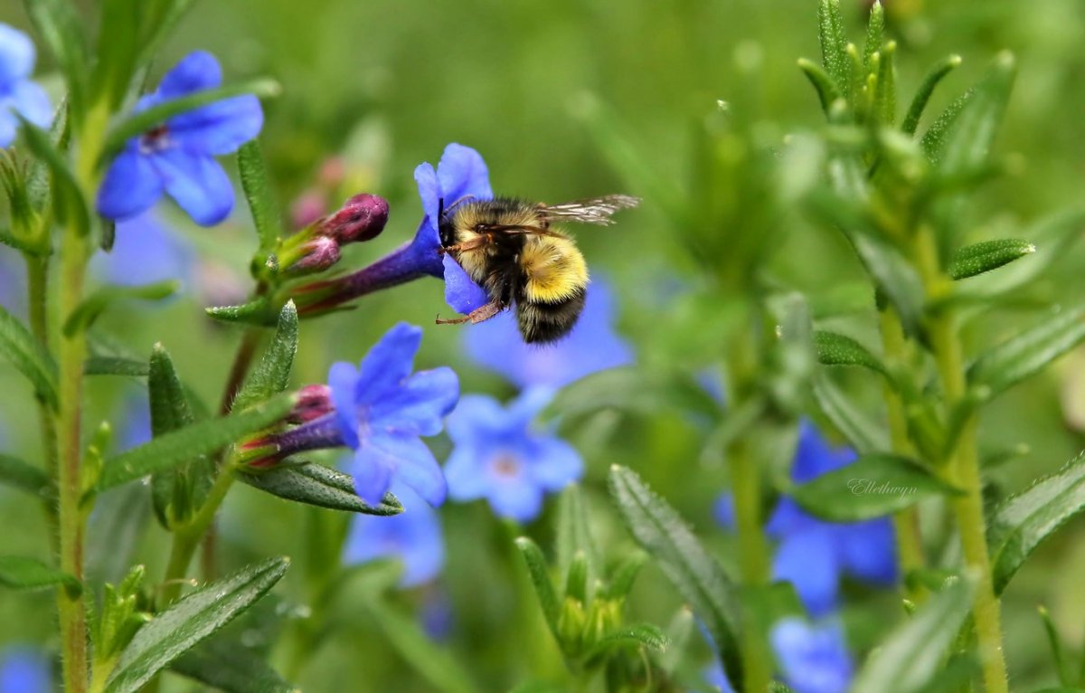Пчелы на полевых цветах