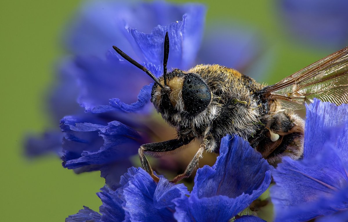 Медуница бабочка