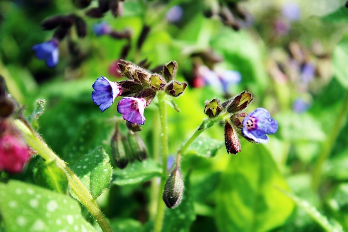 Насекомое Бражник-хоботник