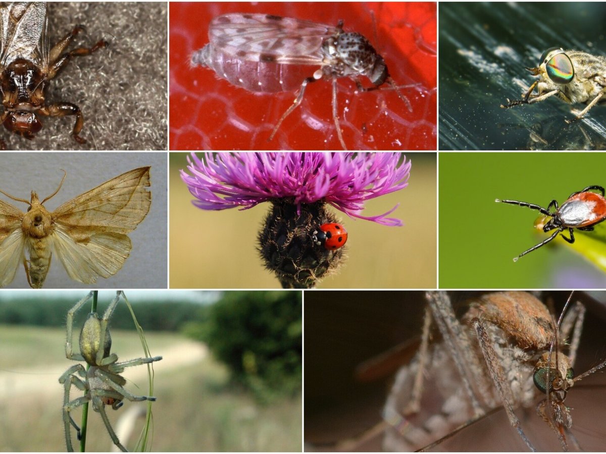 Медуница семена