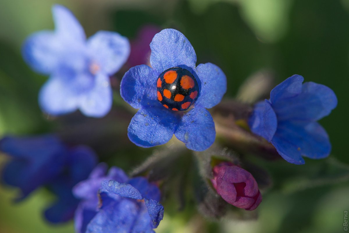 Пчела плотник