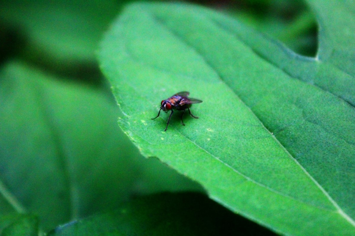 Шмель на цветочке