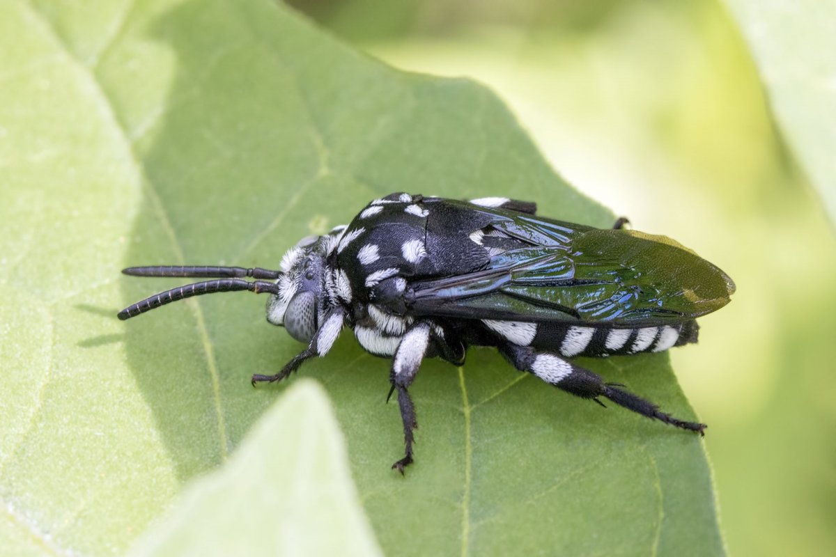 Цветочный клоп Жук