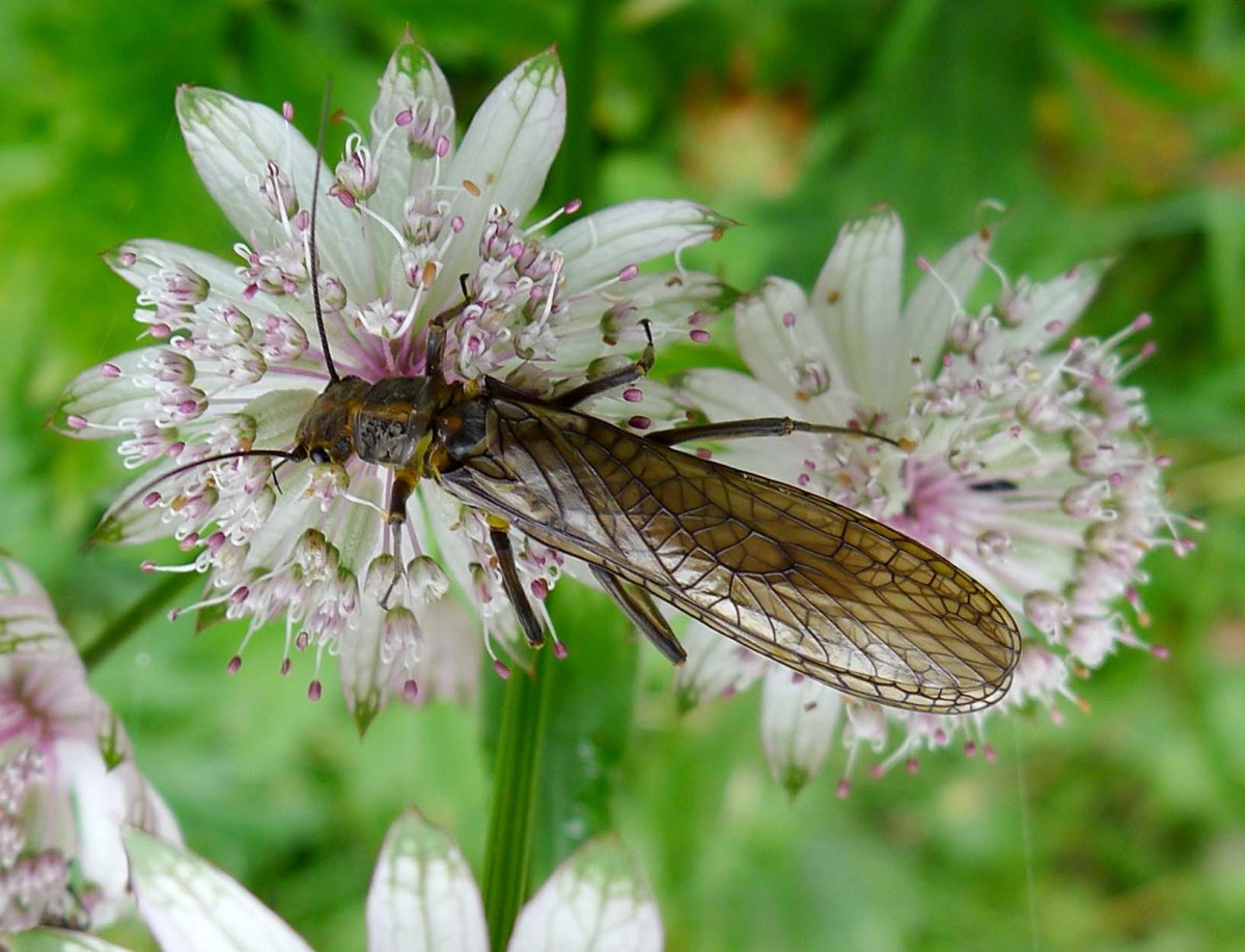 Насекомые макро