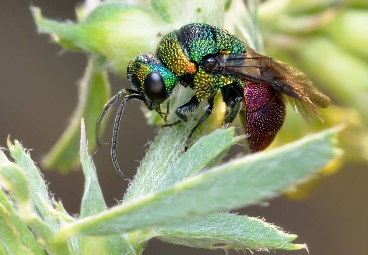 Оса с крыльями бабочки