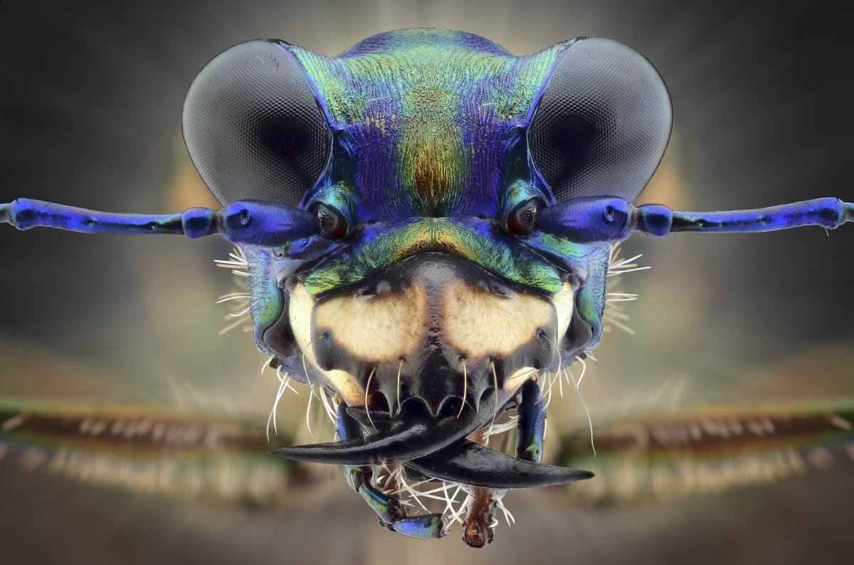 Майский Жук жвала