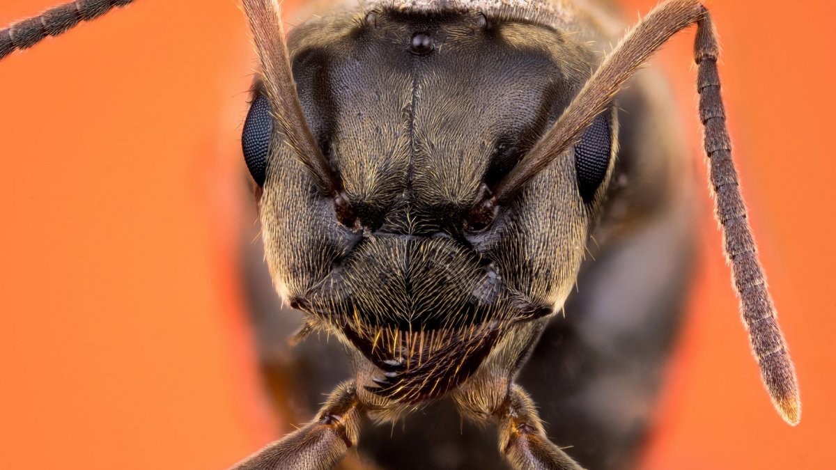 Муравей дверь