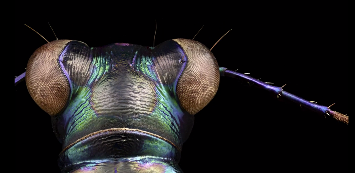 Глаз насекомого под микроскопом