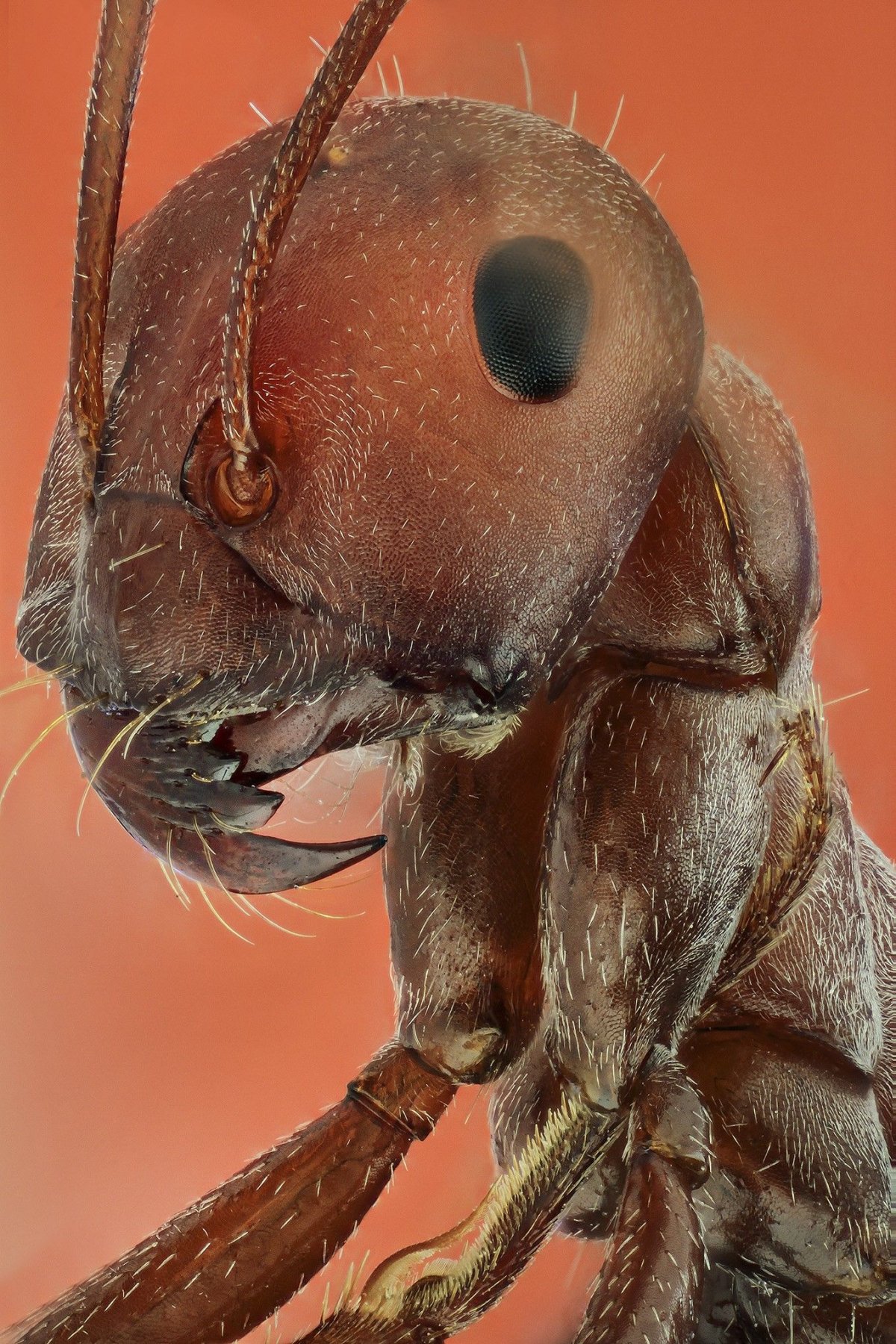 Муравей макро