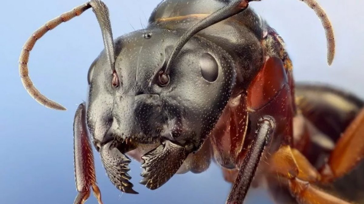 Муравей Голиаф