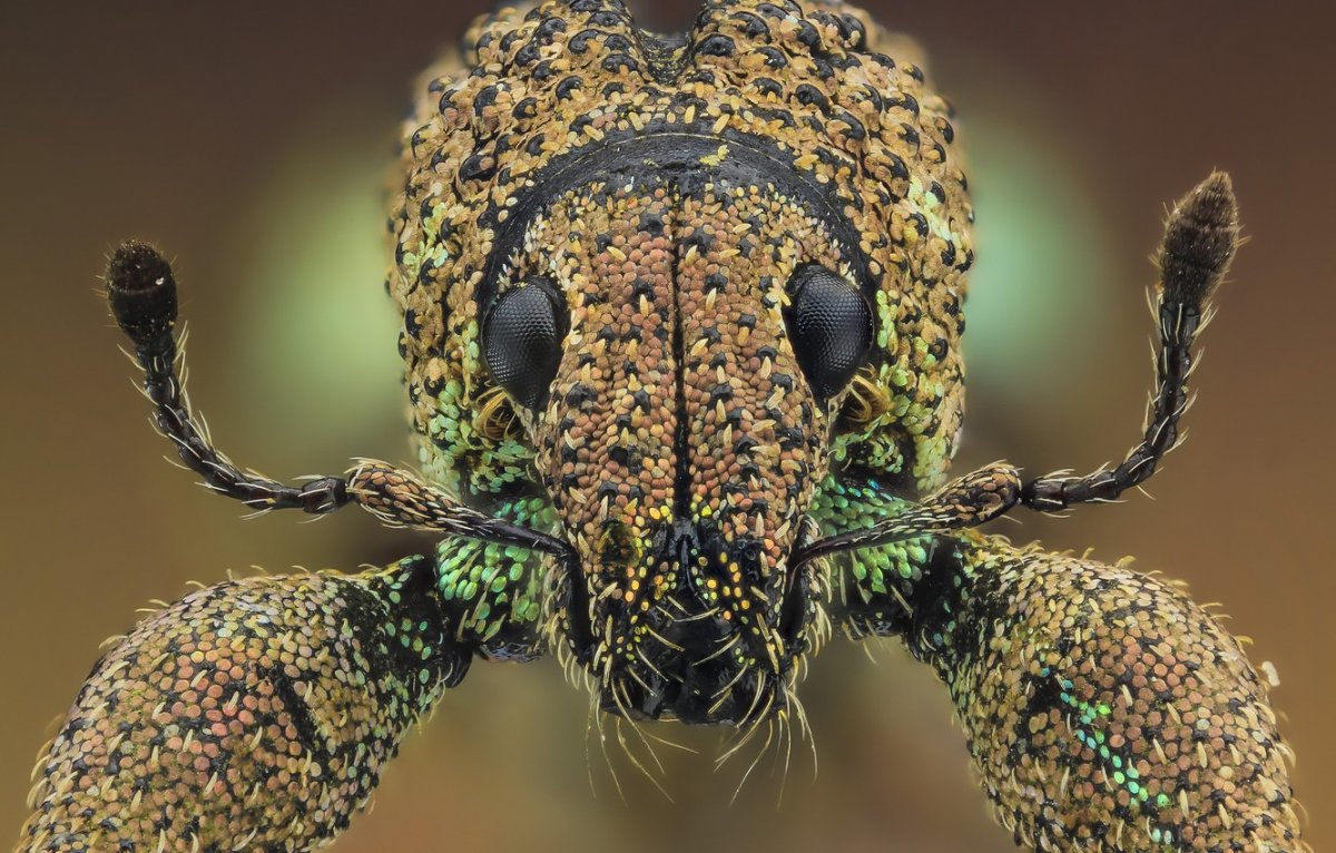 Усики членистоногих