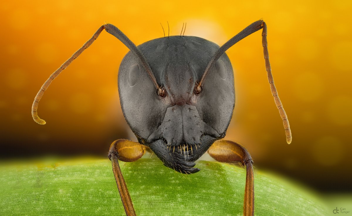 Макро портрет муравья