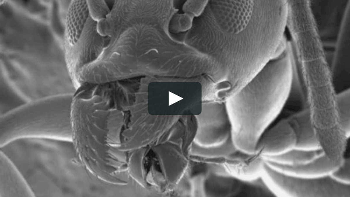 Насекомые под электронным микроскопом