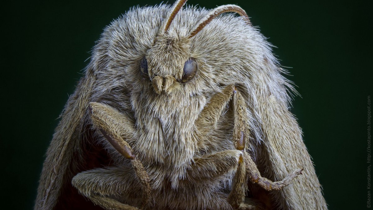 Гигантский мотылек Богонга