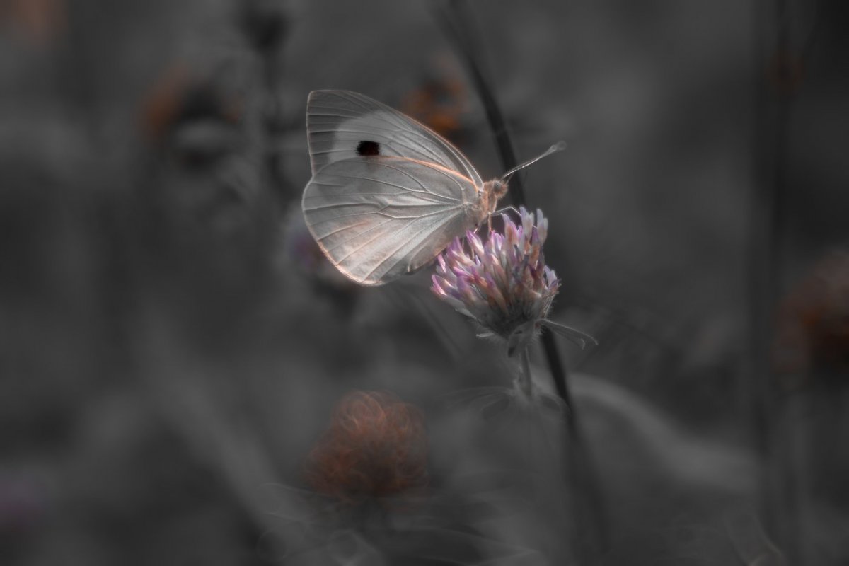 Бабочки серо розовые