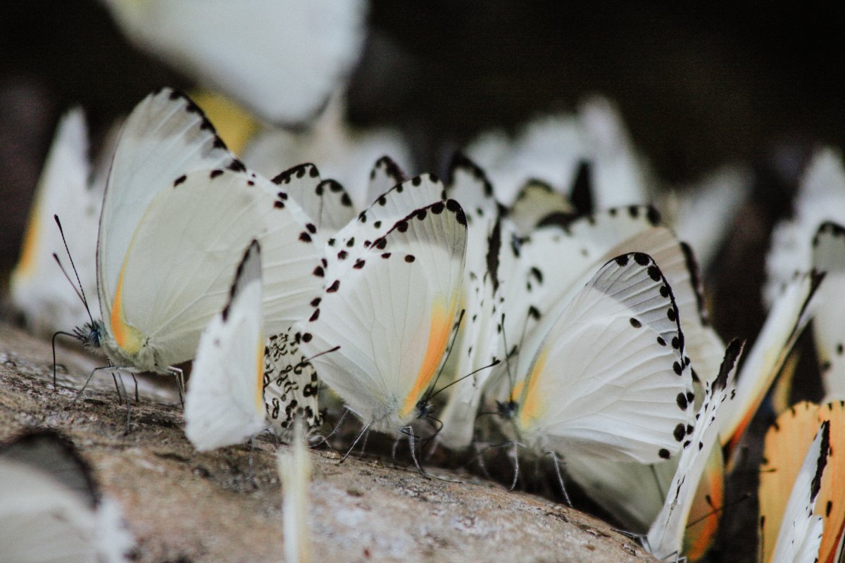 Моль и мотылек