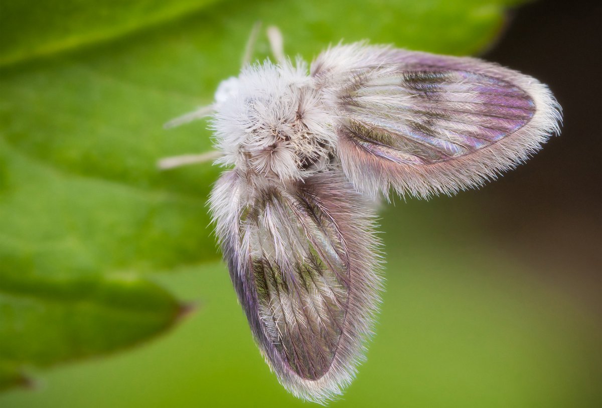 Тутовый шелкопряд жёлтый