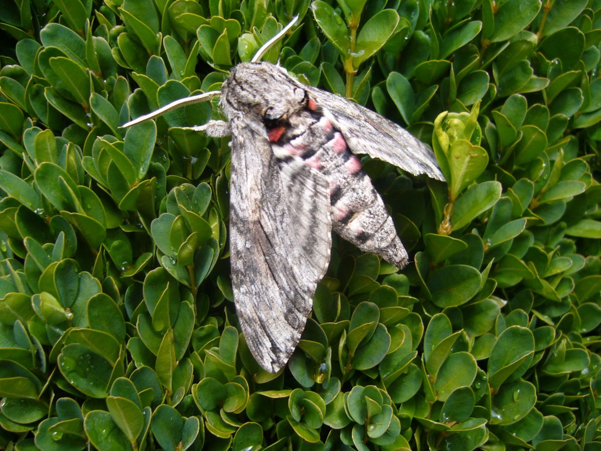 Карликовый Бражник