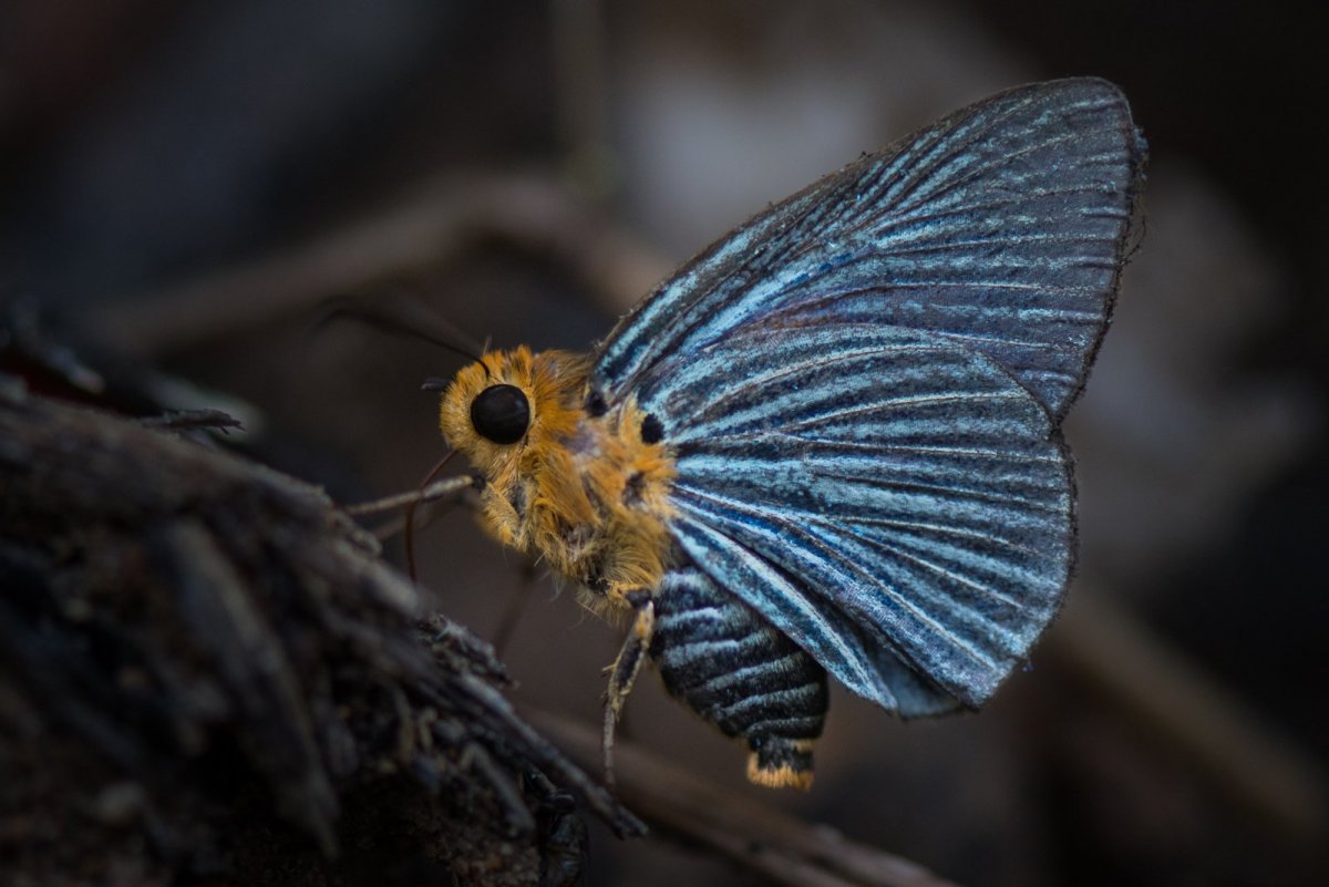 Бабочки и жучки