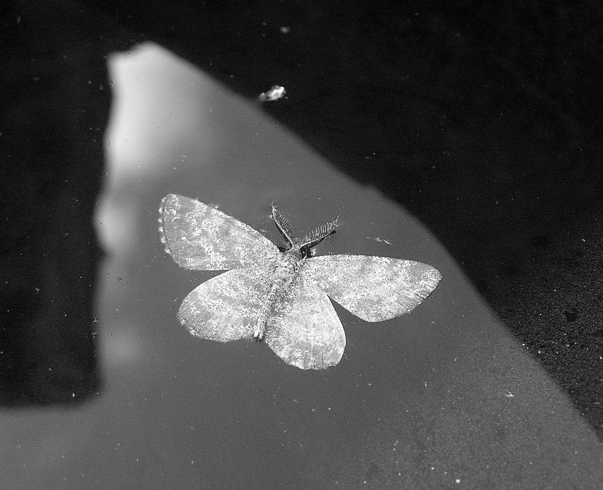Ночной мотылек в полете