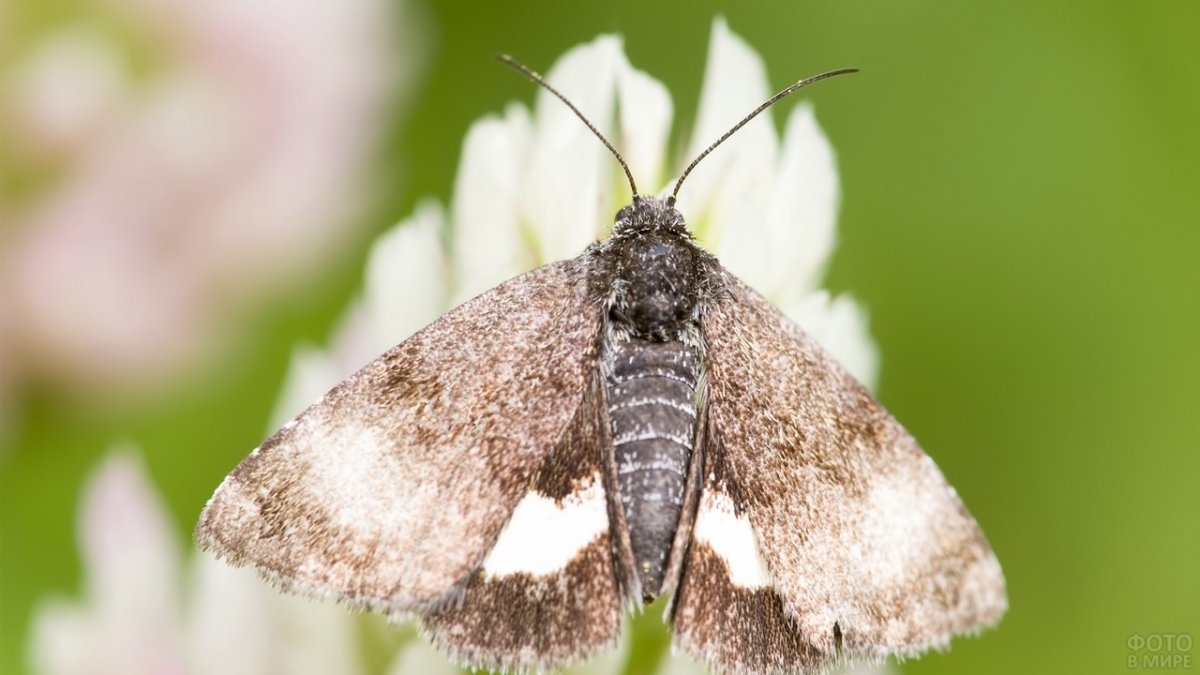 Моль шелкопряд