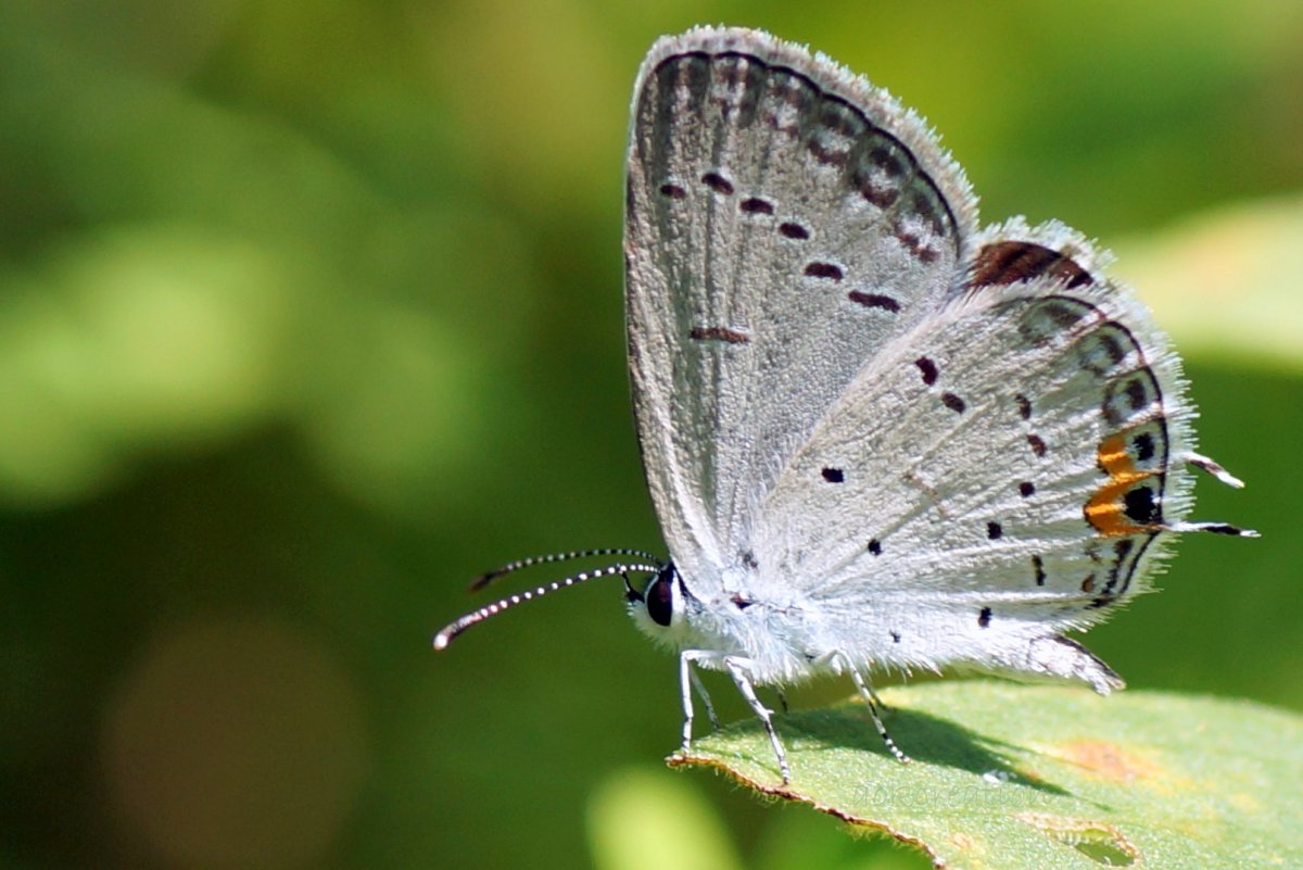 Павлиноглазка цекропия