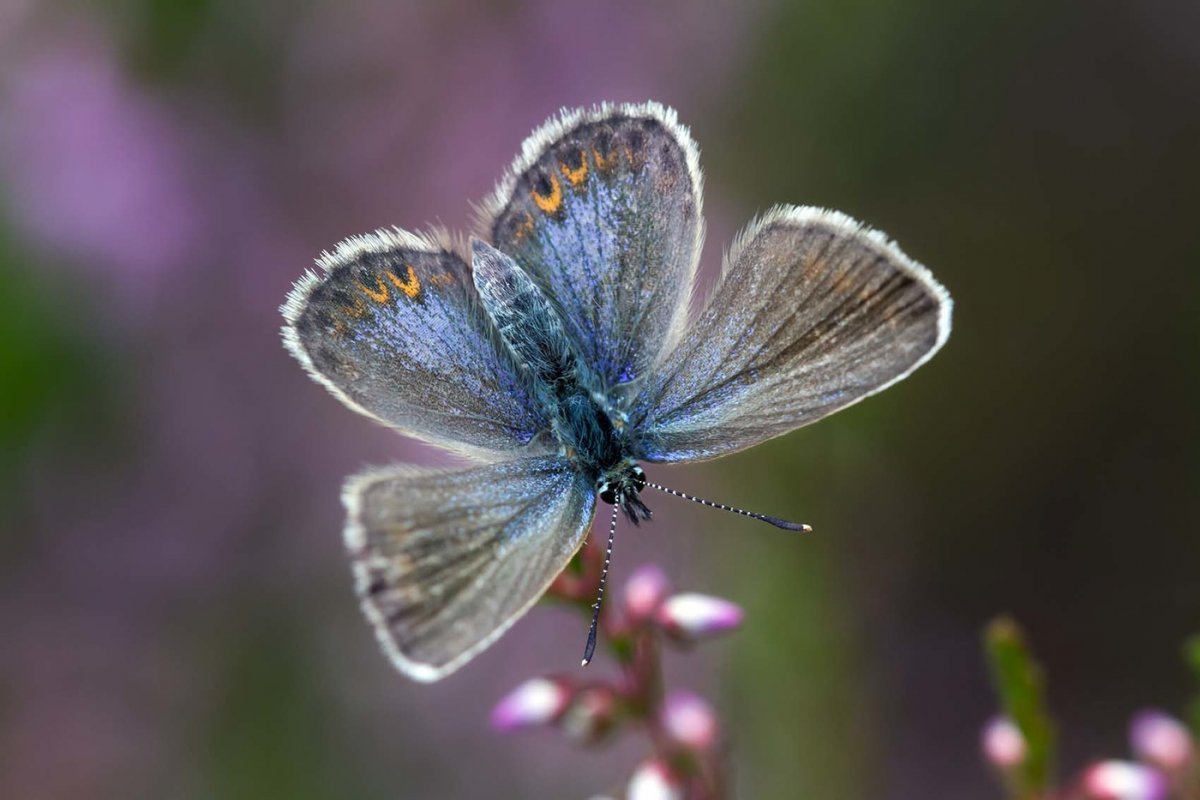 Фотографирование бабочки